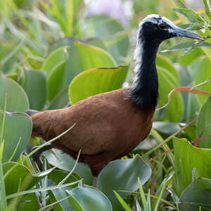 Jacana malgache