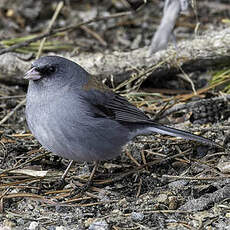 Junco ardoisé