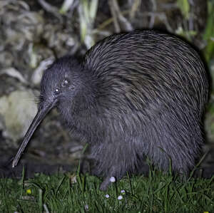 Kiwi austral