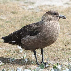 Labbe antarctique