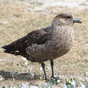 Labbe antarctique