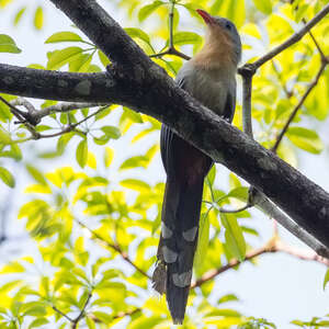 Malcoha javanais