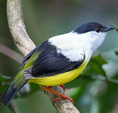 Manakin à col blanc