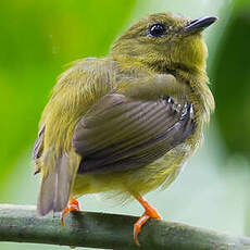 Manakin à col orange