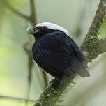 Manakin à tête blanche