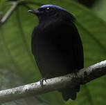 Manakin à tête bleue