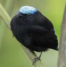 Manakin céruléen