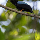 Manakin fastueux