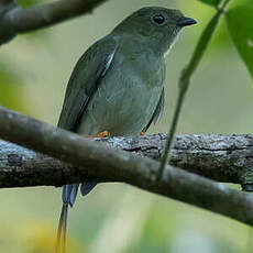 Manakin fastueux