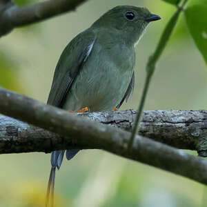 Manakin fastueux