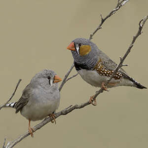 Mandarin d'Australie