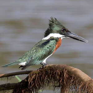 Martin-pêcheur d'Amazonie