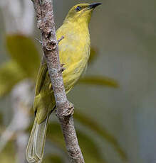 Méliphage jaune