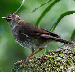 Merle des Comores