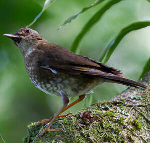 Merle des Comores