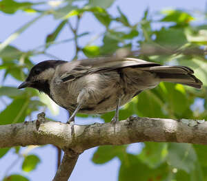 Mésange à ventre gris