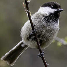 Mésange de Weigold