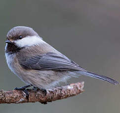 Mésange lapone