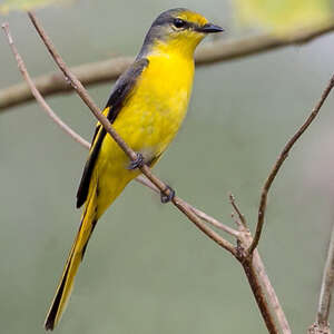 https://www.oiseaux.net/photos/paul.van.giersbergen/images/id/minivet.a.bec.court.pava.1p.jpg