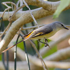 Minivet oranor