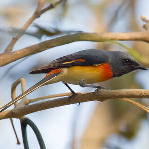 Minivet oranor