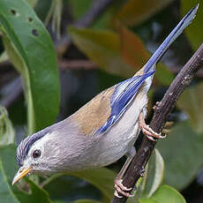 Minla à ailes bleues