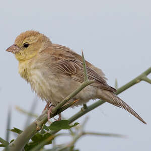 Moineau doré