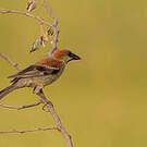 Moineau flavéole