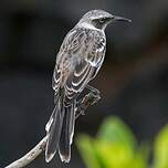 Moqueur des Galapagos