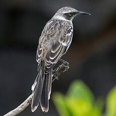 Moqueur des Galapagos