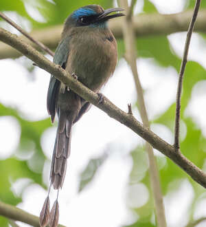 Motmot à bec caréné