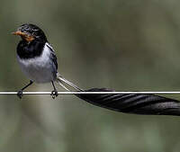 Moucherolle à queue large