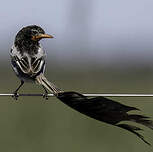 Moucherolle à queue large