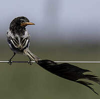 Moucherolle à queue large