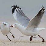 Mouette argentée