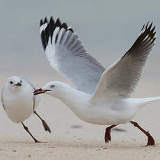 Mouette argentée