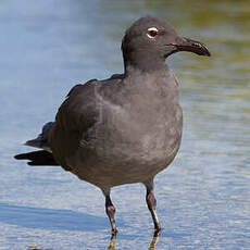 Mouette obscure