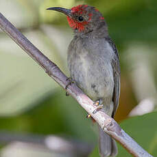 Myzomèle à tête rouge