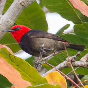 Myzomèle de Rote