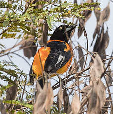 Oriole des campos