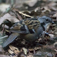 Orthonyx de Temminck