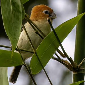 Paradoxornis à tête rousse