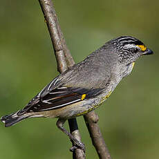 Pardalote à point jaune