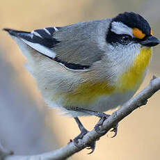 Pardalote à point jaune