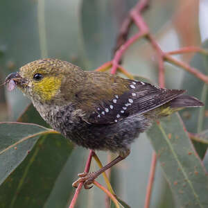 Pardalote de Tasmanie