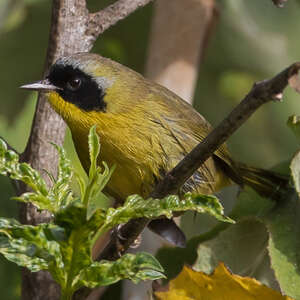 Paruline de Nelson