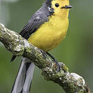 Paruline dorée