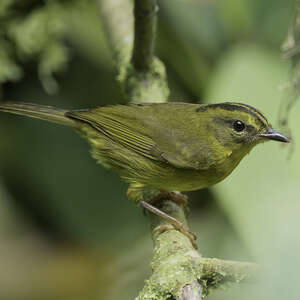 Paruline du Chocó