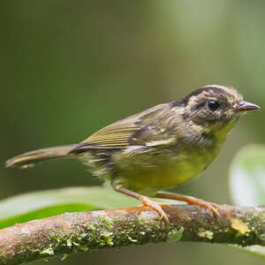 Paruline du Costa Rica