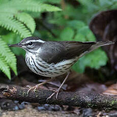 Paruline hochequeue